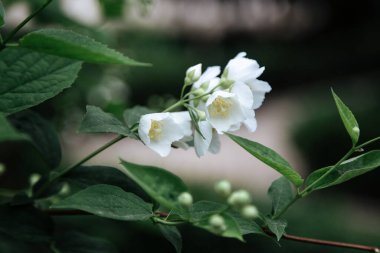 Yasemin çiçeklerini bahçede kapat. Yasemin çiçeği, seçici odak noktası. Yasemin çiçekleri. Çiçeklerine atıfta bulunarak sahte-turuncu olarak adlandırılırlar.