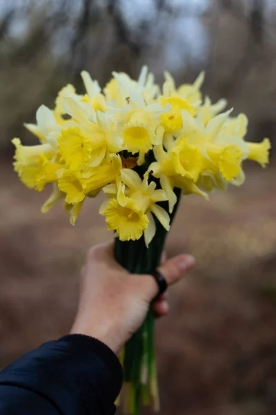 Gros Plan Fleurs Miniatures Jonquille Fleurissant Jour Printemps Main Féminine — Photo