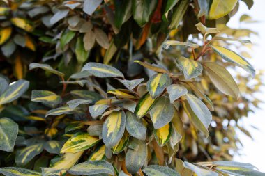 Elaeagnus pungens maculata.elaeagnus ebbingei önde