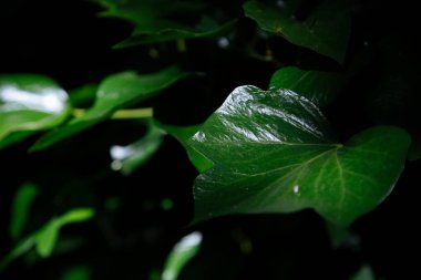 Güzel, yemyeşil yapraklı bir Macro. Hedera sarmaşığı, İngiliz sarmaşığı ya da Avrupa sarmaşığı olarak da bilinir. Bir sarmaşık duvarı. Arkaplan ya da doku olarak kullanılabilir.