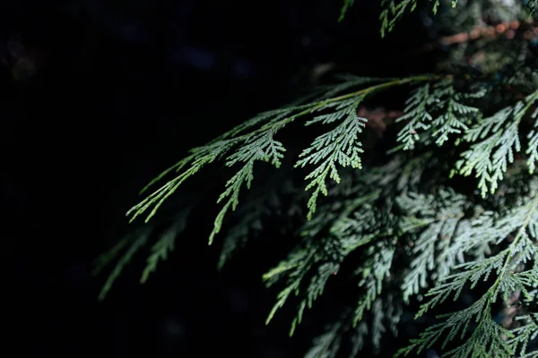 Primo Piano Belle Foglie Natale Verdi Alberi Thuja Sfondo Verde — Foto Stock