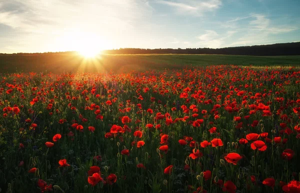 Поле Красными Маками Красочные Цветы Против Заката Неба — стоковое фото