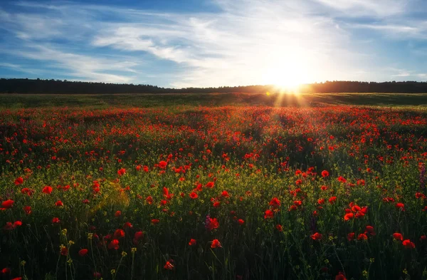 Campo Con Papaveri Rossi Fiori Colorati Contro Cielo Del Tramonto — Foto Stock