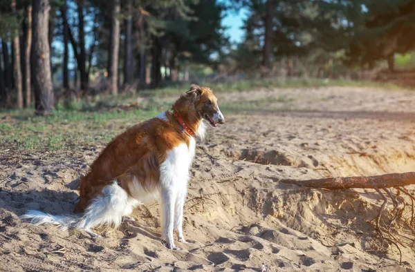 Ρωσική Wolfhound Σκυλί Μπορζόϊ Κοντά Στην Ακτή Ένα Από Πιο — Φωτογραφία Αρχείου