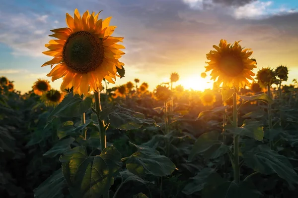 Sommerlandschaft Sonnenuntergang Über Sonnenblumen — Stockfoto