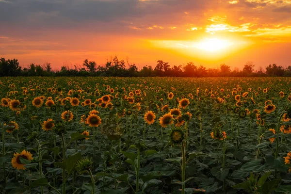 Sommerlandschaft Sonnenuntergang Über Sonnenblumen — Stockfoto