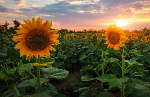 Sommerlandschaft Sonnenuntergang Über Sonnenblumen — Stockfoto