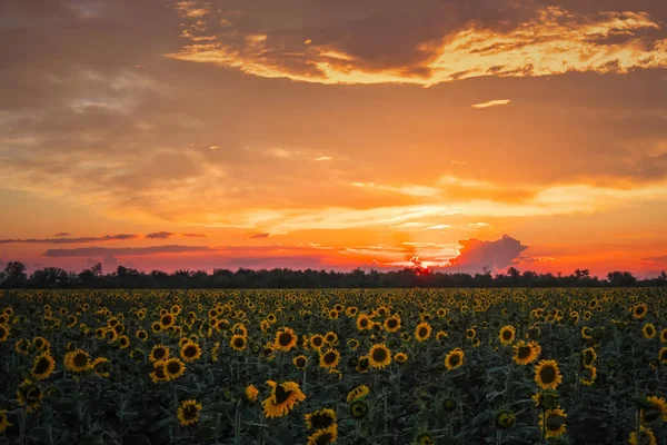 Літній Пейзаж Краса Захід Сонця Над Соняшниками Фіолетовий — стокове фото