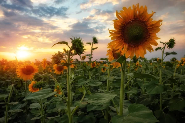 Sommerlandschaft Sonnenuntergang Über Sonnenblumen — Stockfoto