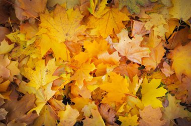 Sonbahar turuncu, kırmızı ve sarı akçaağaç yaprakları arka planda kalır..