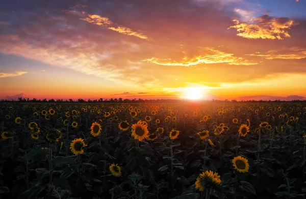 Paisaje Verano Belleza Puesta Del Sol Sobre Girasoles Fiel — Foto de Stock