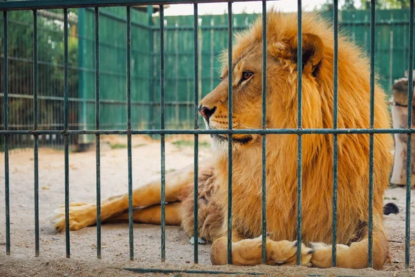 Lion Lies Cage Majestic King Beasts — Stock Photo, Image