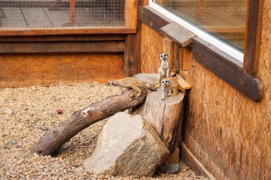 İçinde belgili tanımlık kafes Zoo vahşi hayvanlar fundalıklardır (surikats)