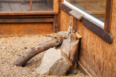 Meerkats (surikats) wild animals in the cage of zoo clipart