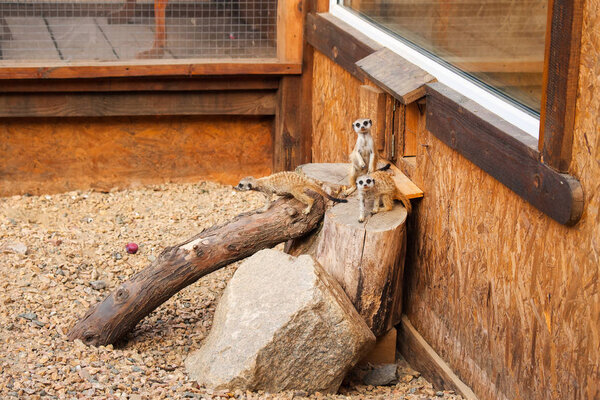 Meerkats (surikats) wild animals in the cage of zoo