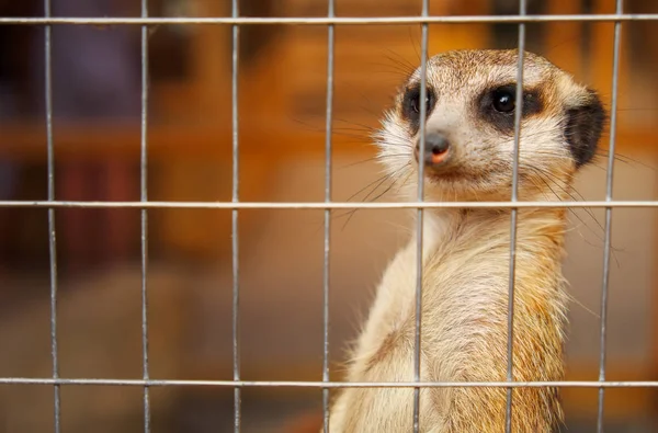 Meerkat Eller Surikat Buret Zoologisk Have - Stock-foto