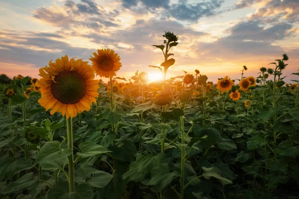 Sommerlandschaft Sonnenuntergang Über Sonnenblumenfeld — Stockfoto