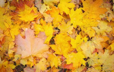 Sonbahar turuncu, kırmızı ve sarı akçaağaç yaprakları arka planda kalır..