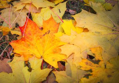 Sonbahar turuncu, kırmızı ve sarı akçaağaç yaprakları arka planda kalır..