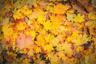 Sonbahar turuncu, kırmızı ve sarı akçaağaç yaprakları arka planda kalır..