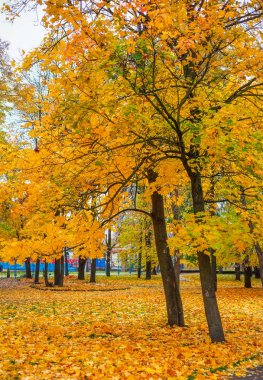 Sonbahar parkta. Ağaçlar renkli yaprakları ile