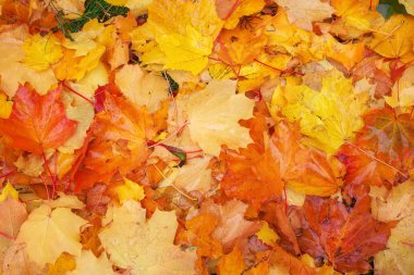 Sonbahar turuncu, kırmızı ve sarı akçaağaç yaprakları arka planda kalır..