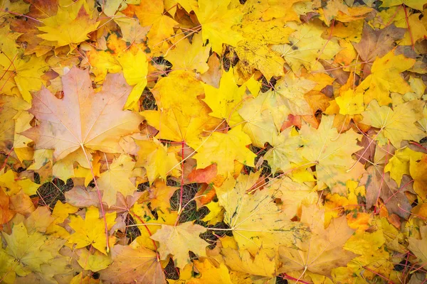 Sonbahar turuncu, kırmızı ve sarı akçaağaç yaprakları arka planda kalır..