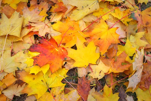 Feuilles Érable Orange Rouge Jaune Colorées Automne Comme Fond Extérieur — Photo