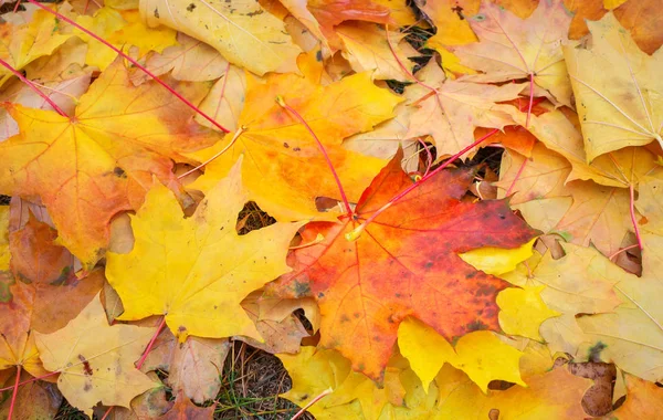 Feuilles Érable Orange Rouge Jaune Colorées Automne Comme Fond Extérieur — Photo