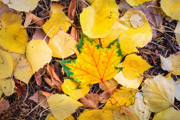 Sonbahar renkli turuncu, kırmızı ve sarı yapraklar gibi arka plan açık.