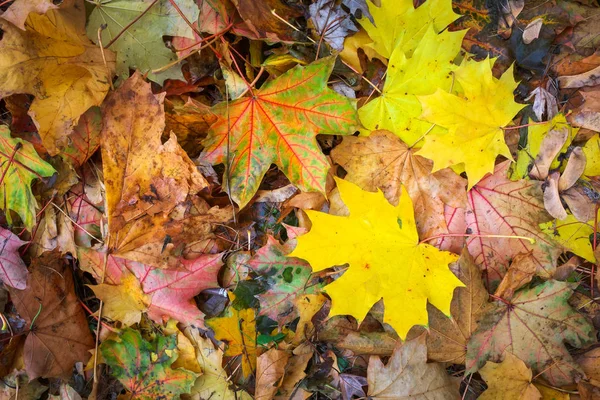 Feuilles Érable Orange Rouge Jaune Colorées Automne Comme Fond Extérieur — Photo