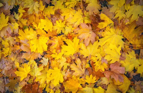 Sonbahar turuncu, kırmızı ve sarı akçaağaç yaprakları arka planda kalır..