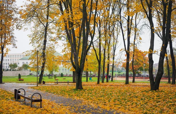 Осінь Парку Дерева Різнокольоровими Листям — стокове фото