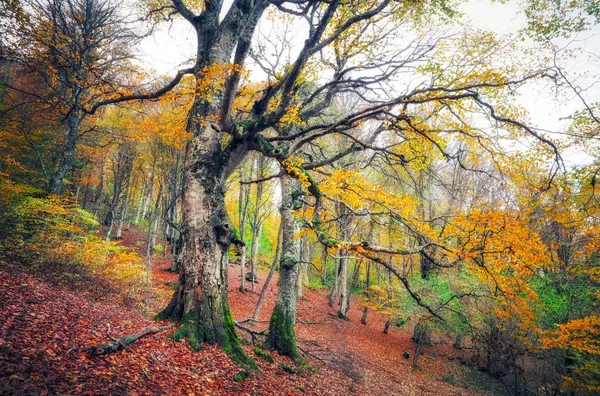 Percorri Una Misteriosa Foresta Oscura Nella Nebbia Mattina Autunno Nel — Foto Stock