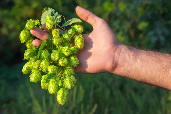 Man Holding Fresh Hop His Hand — Stock Photo, Image