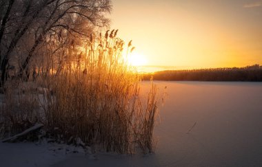 Güzel kış manzarası. Ağaçların dalları hoarfrost ile kaplıdır. Sisli sabah gündoğumu. Akşam, nehir veya göl üzerinde parlak güneş ışığı renkli. 