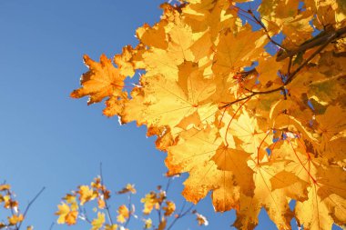 Güzel sarı ve kırmızı renkli sonbahar akçaağaç terk