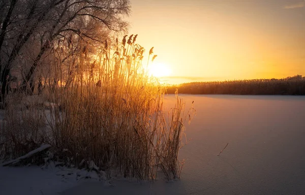 Bellissimo Paesaggio Invernale Rami Degli Alberi Sono Coperti Brina Mattina — Foto Stock