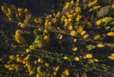 Sonbahar Orman hava görünümünü. Kırmızı, sarı ve yeşil ağaçlar, yatay düşmek. Uçak fotoğraf