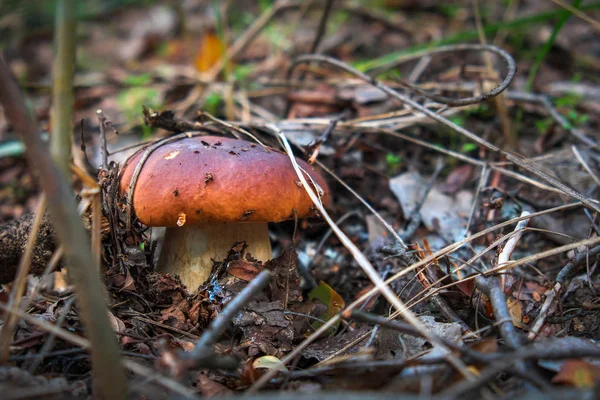 Mushrooms Cep Growing Forest Autumn Mushroom Picking — Stock Photo, Image