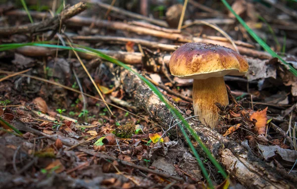 Funghi Cep Che Crescono Nella Foresta Raccolta Funghi Autunnali — Foto Stock