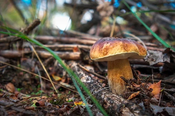 Funghi Cep Che Crescono Nella Foresta Raccolta Funghi Autunnali — Foto Stock