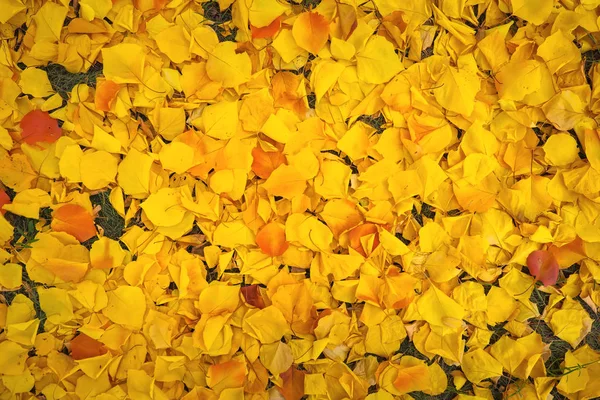 Fundo Folhas Amarelas Fotos Outono Tiradas Floresta — Fotografia de Stock