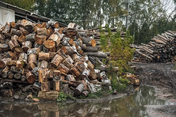 Forest trees log trunks felled by the logging timber industry. Logs in the sawmill