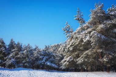 Görkemli beyaz Ladin, parlak güneş ışığı tarafından hoarfrost ve kar ile kaplı. Pitoresk ve muhteşem kış sahne. Mavi tonlama. Yeni Yılınız Kutlu Olsun! Güzellik dünya.