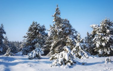 Görkemli beyaz Ladin, parlak güneş ışığı tarafından hoarfrost ve kar ile kaplı. Pitoresk ve muhteşem kış sahne. Mavi tonlama. Yeni Yılınız Kutlu Olsun! Güzellik dünya.