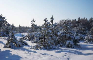 Görkemli beyaz Ladin, parlak güneş ışığı tarafından hoarfrost ve kar ile kaplı. Pitoresk ve muhteşem kış sahne. Mavi tonlama. Yeni Yılınız Kutlu Olsun! Güzellik dünya.