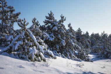 Görkemli beyaz Ladin, parlak güneş ışığı tarafından hoarfrost ve kar ile kaplı. Pitoresk ve muhteşem kış sahne. Mavi tonlama. Yeni Yılınız Kutlu Olsun! Güzellik dünya.