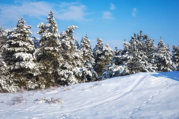 Majestuosas Abetos Blancos Cubiertos Heladas Nieve Brillando Por Luz Del —  Fotos de Stock