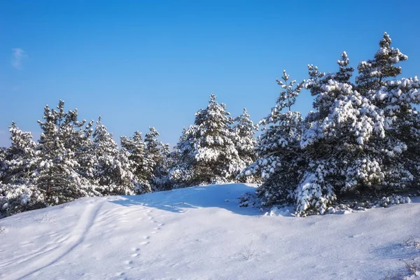 Majestätische Weiße Fichten Mit Raureif Und Schnee Bedeckt Vom Sonnenlicht — Stockfoto